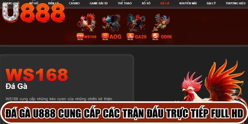 Đá gà U888 cung cấp các trận đấu trực tiếp full HD